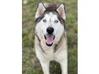 Adopt SOPRANO a Siberian Husky, Mixed Breed