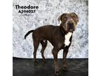 Adopt THEODORE a Labrador Retriever, Mixed Breed