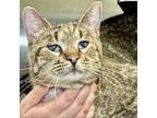 Adopt Moo Goo Gai Pan a Domestic Short Hair