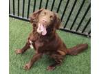 Adopt Luka a Flat-Coated Retriever, Chocolate Labrador Retriever