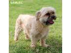 Adopt Samuel a Yorkshire Terrier, Mixed Breed
