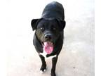 Adopt Zorro a Black Labrador Retriever