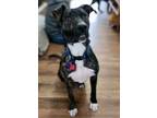 Adopt Whip a Boxer, Cattle Dog