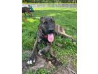 Adopt Dege a Shepherd, Boxer