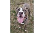 Adopt Mighty Mauricio a American Staffordshire Terrier