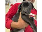 Adopt Elvisito a Pit Bull Terrier, Black Labrador Retriever