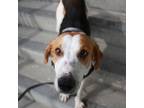 Adopt Rusty a Hound, Mixed Breed