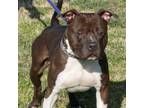 Adopt Isacc Newton a Staffordshire Bull Terrier