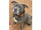 Adopt 2402-0336 King a Pit Bull Terrier