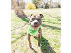 Adopt Boca (in foster) a Pit Bull Terrier
