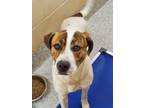 Adopt Remi Well Behaved Sweet Boy a Coonhound