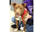 Adopt Ted G a Pit Bull Terrier