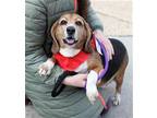 Adopt Rufus 2 a Beagle