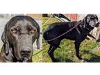 Adopt King 2 a Labrador Retriever