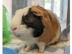 Adopt Lauren a Guinea Pig