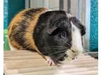 Adopt Billy a Guinea Pig