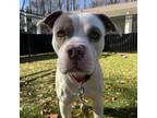 Adopt Campfire a Pit Bull Terrier