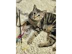 Adopt Chester a Tabby