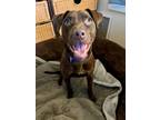 Adopt Cody a Labrador Retriever, Mixed Breed