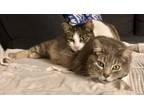 Adopt Oscar and Mimi a Domestic Short Hair