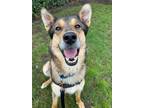 Adopt OBIE a German Shepherd Dog