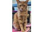 Adopt Leo a Domestic Short Hair