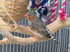 Adopt Zebra Finches a Finch