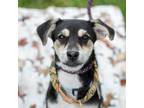 Adopt Forest Pup - Klamath a Shepherd, Terrier