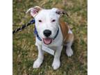 Adopt Tyler (Eloise Pup) a Wirehaired Terrier, Terrier