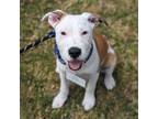 Adopt Eloise Pup - Tyler a Wirehaired Terrier, Terrier