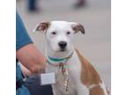 Adopt Eloise Pup - Tyler a Wirehaired Terrier, Terrier