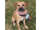 Adopt Eloise Pup - Phillip a Wirehaired Terrier, Terrier