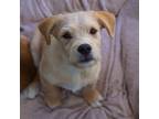 Adopt Firefly Pup - Lumiere - Adopted! a Wirehaired Terrier, Labrador Retriever