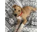Adopt Tire Pup - Michelin - Adopted! a Labrador Retriever, Terrier