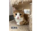 Adopt George a Domestic Short Hair