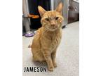 Adopt Jameson a Domestic Short Hair