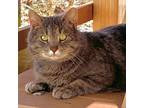 Adopt Jasper a Domestic Short Hair