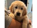 Golden Retriever Puppy for sale in Northridge, CA, USA