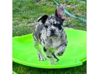 French Bulldog Puppy for sale in Wexford, PA, USA