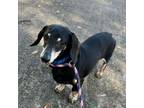 Adopt Frankie a Dachshund