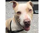 Adopt Diego - Foster or Adopt Me! a American Staffordshire Terrier