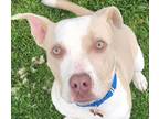 Adopt Diego - Foster or Adopt Me! a American Staffordshire Terrier