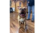 Adopt Marty a Pit Bull Terrier