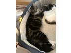 Adopt Chaunk and Cashew a Maine Coon, Domestic Long Hair