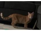 Adopt Tigger and Roxy- Courtesy post a Domestic Short Hair