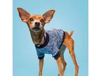 Adopt Sirius a Miniature Pinscher