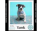 Adopt Tank (Bouji's Boys) 021724 a Jack Russell Terrier, Miniature Pinscher