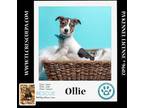 Adopt Ollie (Bouji's Boys) 021724 a Jack Russell Terrier, Miniature Pinscher