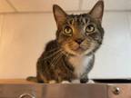 Adopt Boca a Domestic Short Hair