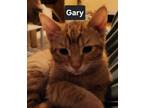 Adopt Gary a Domestic Short Hair